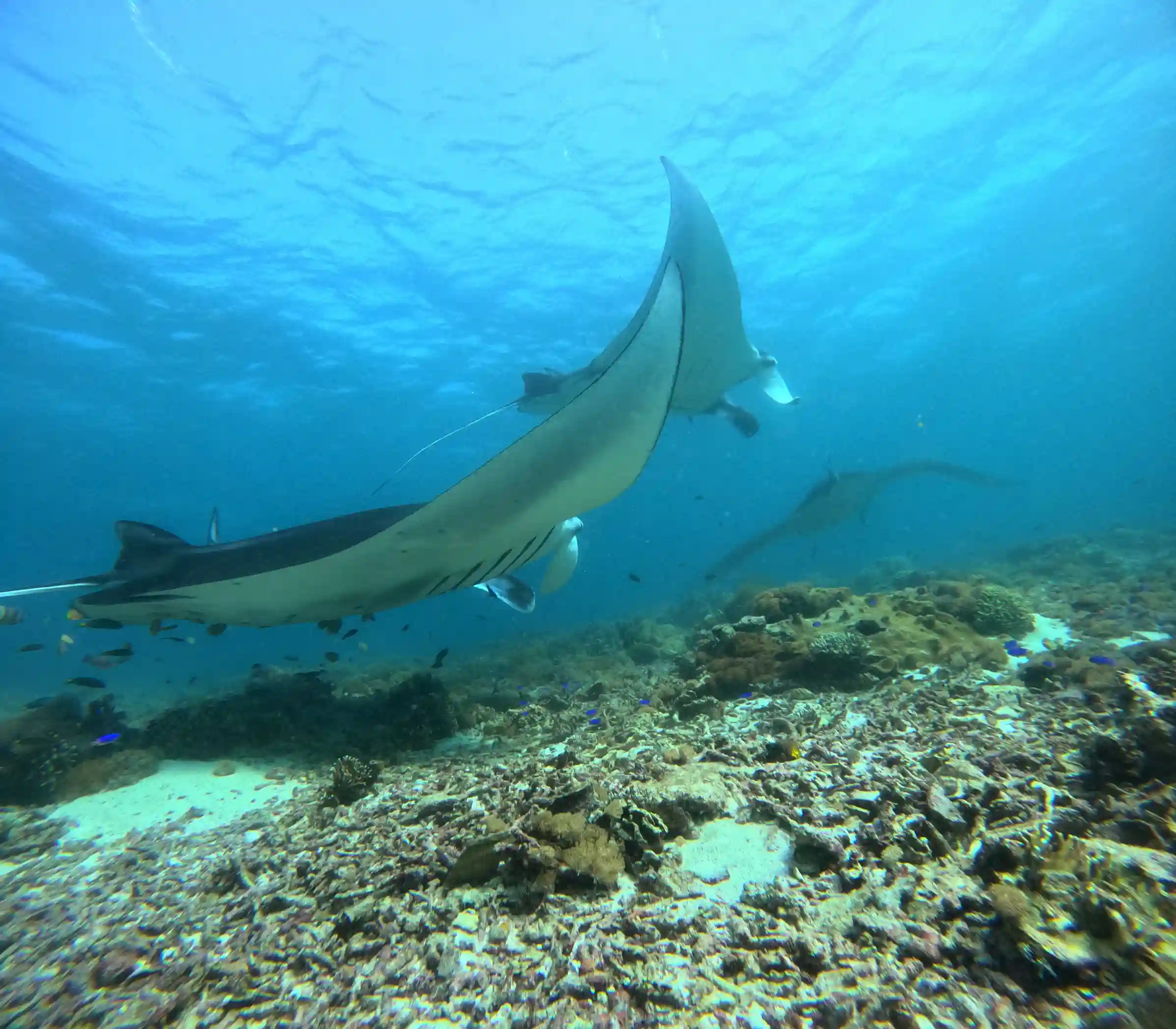 Pristine Marine Environment | Invest Land Labuan Bajo